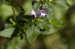 Georgia calamint